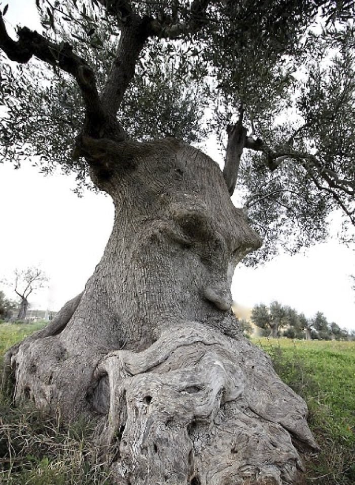 funny tree trunk shape looks like beard man