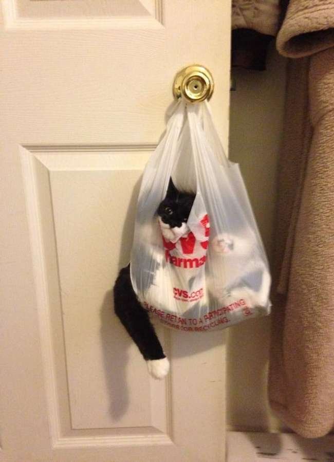 Funny Cat Is Stuck in plastic bag