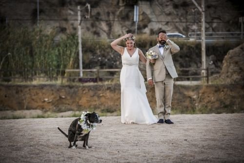 Funny wedding picture fail hilarious photo dog photobomb