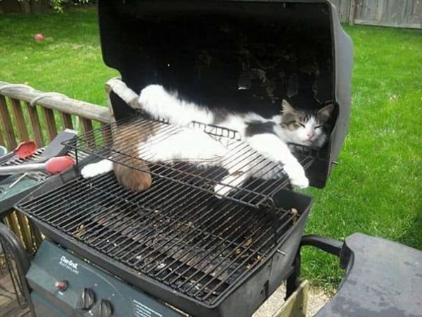 Hilarious Cat Sleeping In Funny Places And Positions cat sleeps in grill