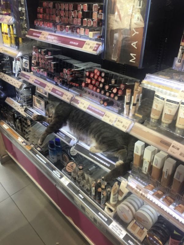 Hilarious Cat Sleeping In Funny Places And Positions cat sleeps in store make up