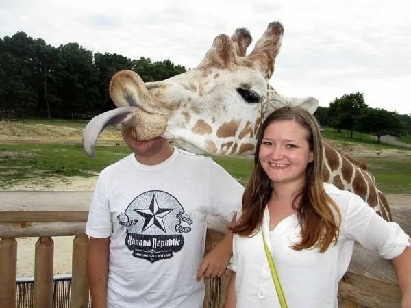 Best Hilarious Photobomb giraffe sticking its tongue out