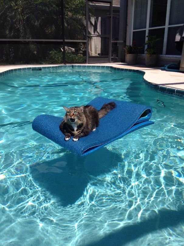 Funny Cat Is Stuck in the middle of the pool