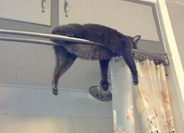 Hilarious Cat Sleeping In Funny Places And Positions cat sleeps in shower