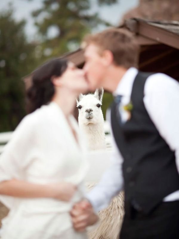 Best Hilarious Photobomb llama wedding photo