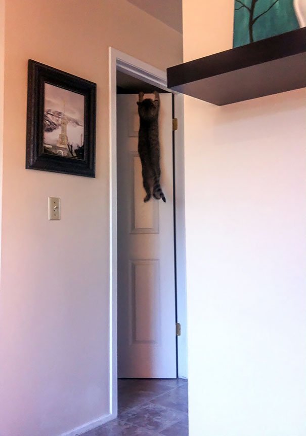 Funny Cat Is Stuck on door