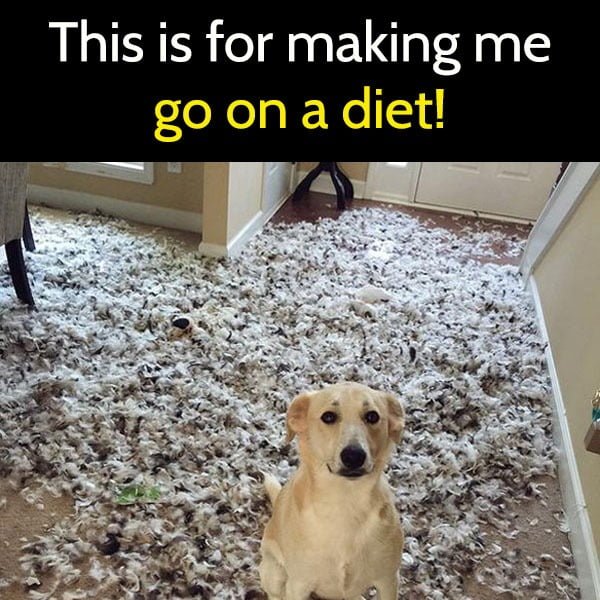 clean humor funny meme This is for making me go on a diet!
