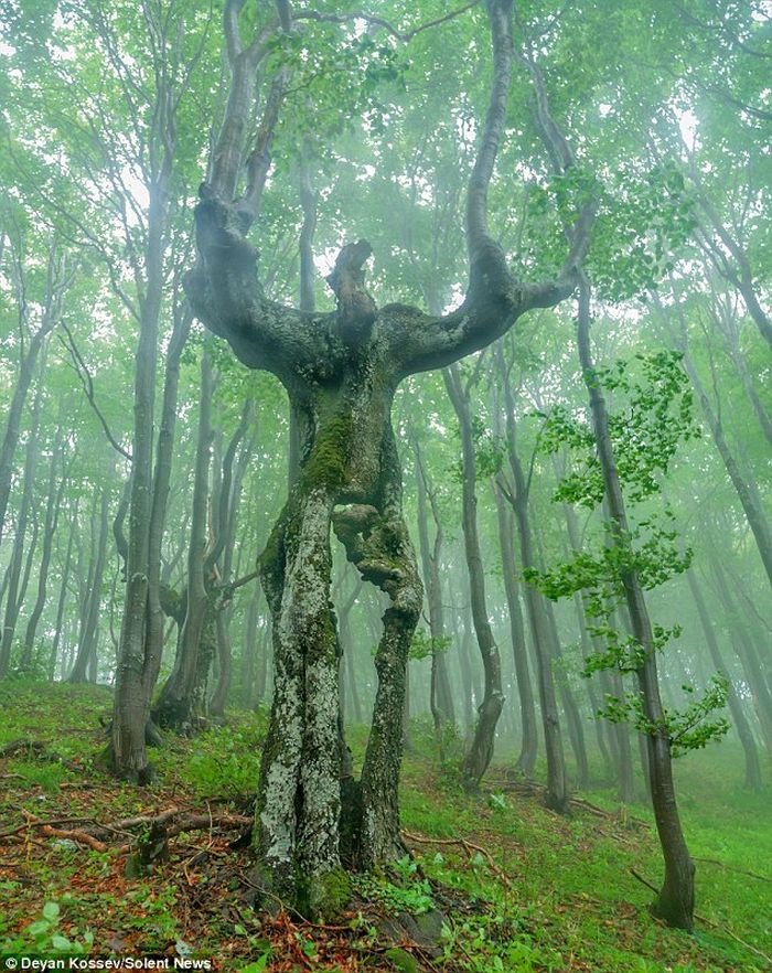 funny tree trunk shape looks like giant man