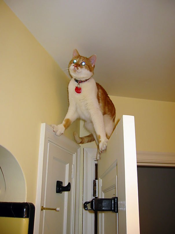Funny Cat Is Stuck on top of the door