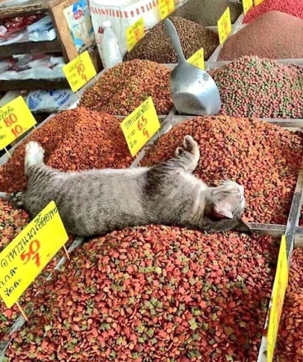 Hilarious Cat Sleeping In Funny Places And Positions cat sleeps on food