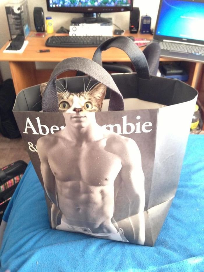 Funny Photos Taken At The Right Moment cat human body coincidence