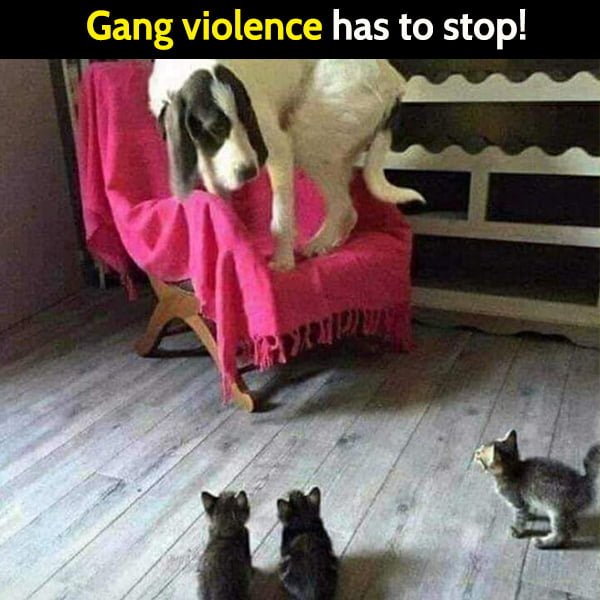 Funny Random Memes Gang violence has to stop!