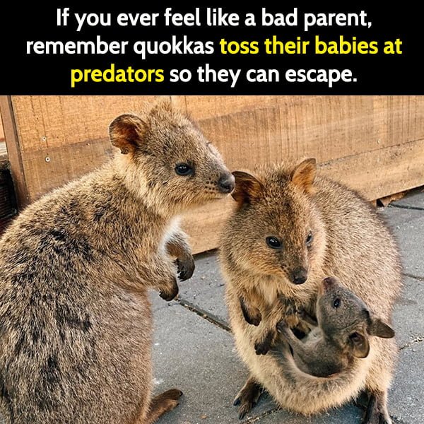 Funny Random Memes If you ever feel like a bad parent, remember quokkas toss their babies at predators so they can escape.