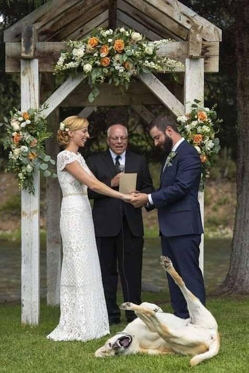 Funny wedding picture fail hilarious photo dog photobombs vows