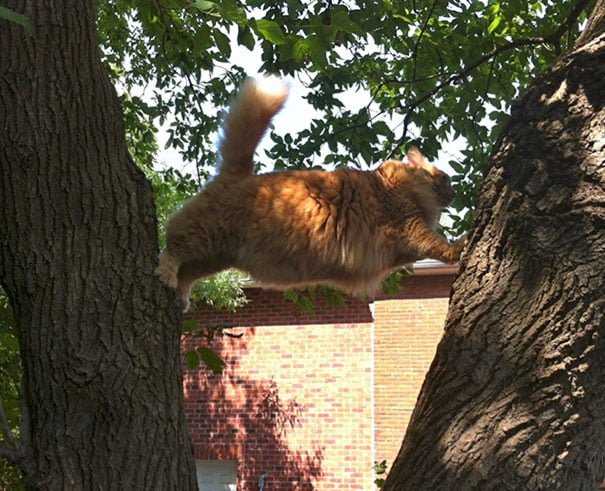 Funny Cat Is Stuck like an idiot on tree
