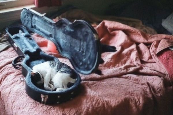 Hilarious Cat Sleeping In Funny Places And Positions cat sleeps in guitar case