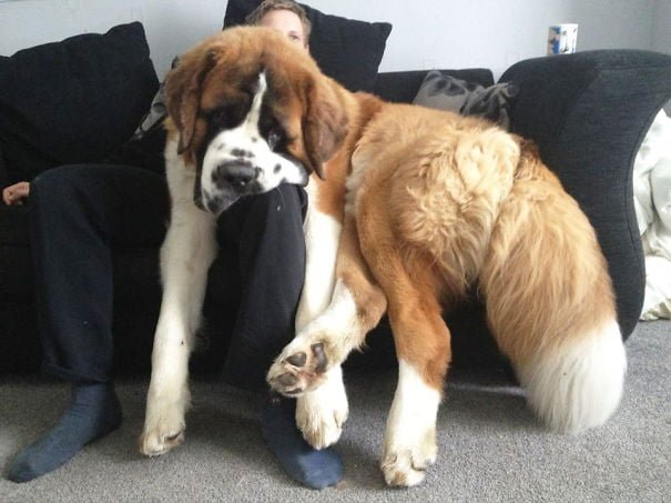 Cute Giant Dogs Who Don't Realize Just How Big They Are