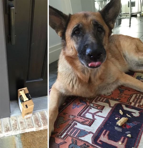 TOP Funny Delivery Driver Brings Treat For Dog