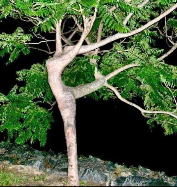 funny tree trunk shape looks like ballerina