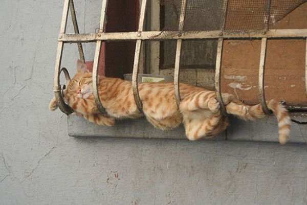Hilarious Cat Sleeping In Funny Places And Positions cat sleeps on window