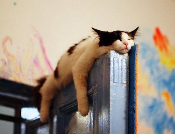 Hilarious Cat Sleeping In Funny Places And Positions cat sleeps on door