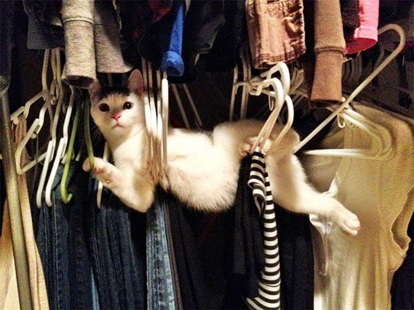 Funny Cat Is Stuck on hangers