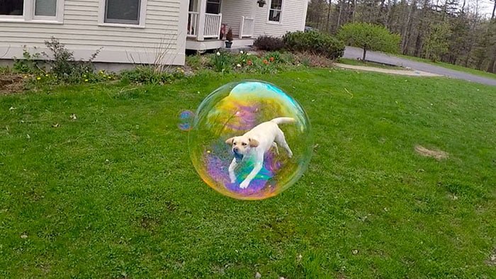 Funny Photos Taken At The Right Moment dog caught in soap bubble