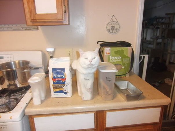 Funny Cat Is Stuck flour container