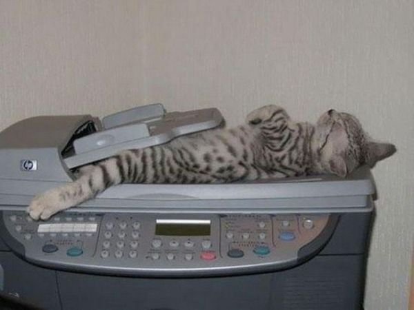 Hilarious Cat Sleeping In Funny Places And Positions cat sleeps on xerox