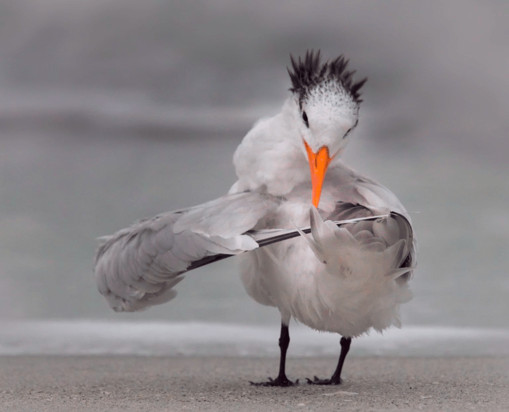 Finalists Of The 2020 Comedy Wildlife Photography Awards