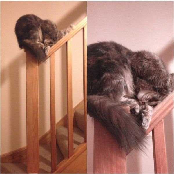 Hilarious Cat Sleeping In Funny Places And Positions
