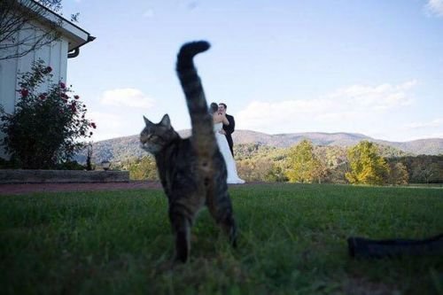 Funny wedding picture fail hilarious photo cat photobombs