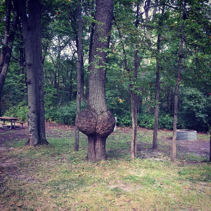 funny tree trunk shape looks like buttocks