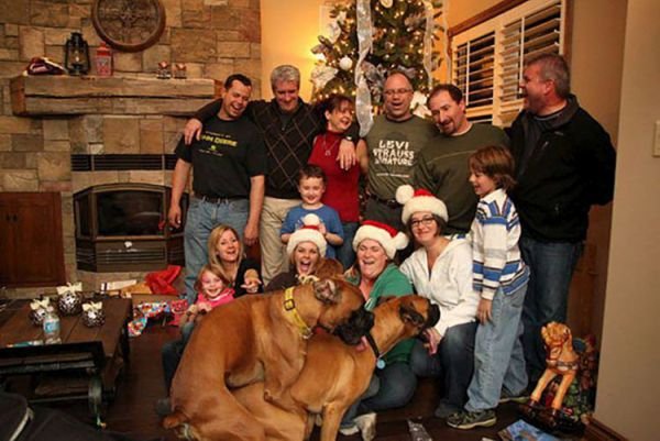 Best Hilarious Photobomb dogs ruin Christmas card photo