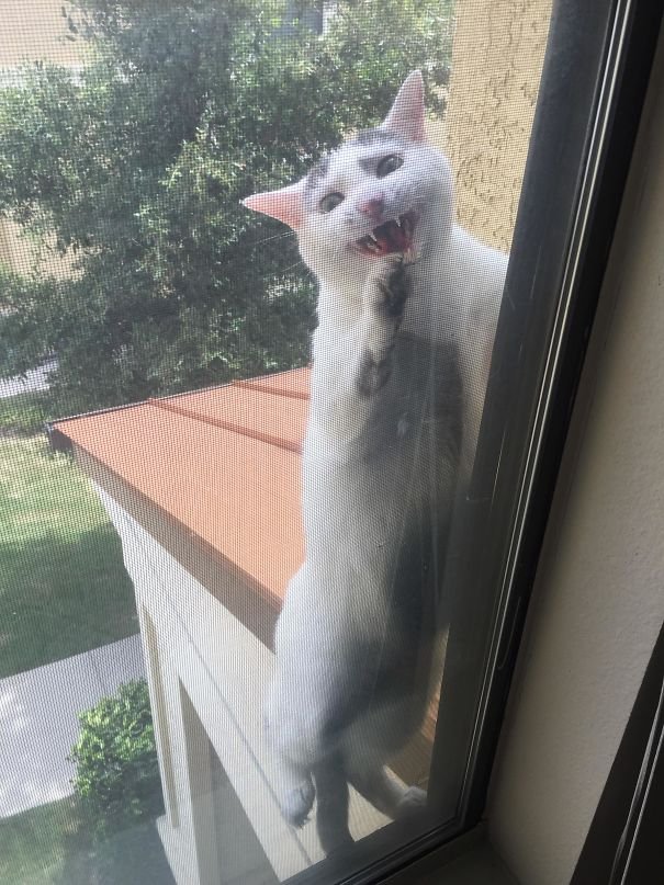 Funny Cat Is Stuck outside