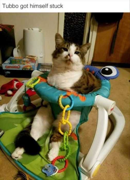 Funny Cat Is Stuck in baby toy