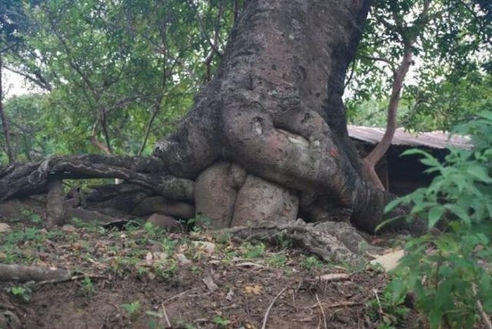 funny tree trunk shape looks like trees having sex