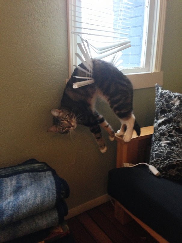Funny Cat Is Stuck in window blinds