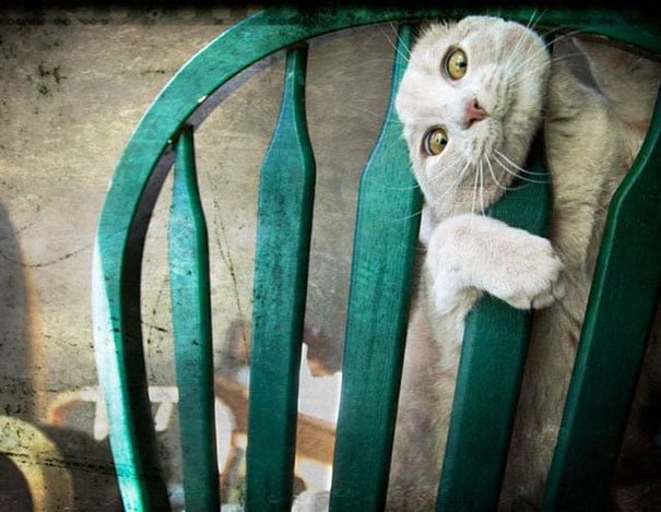 Funny Cat Is Stuck in chair