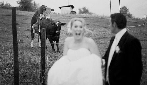 Funny wedding picture fail hilarious photo cows photobomb