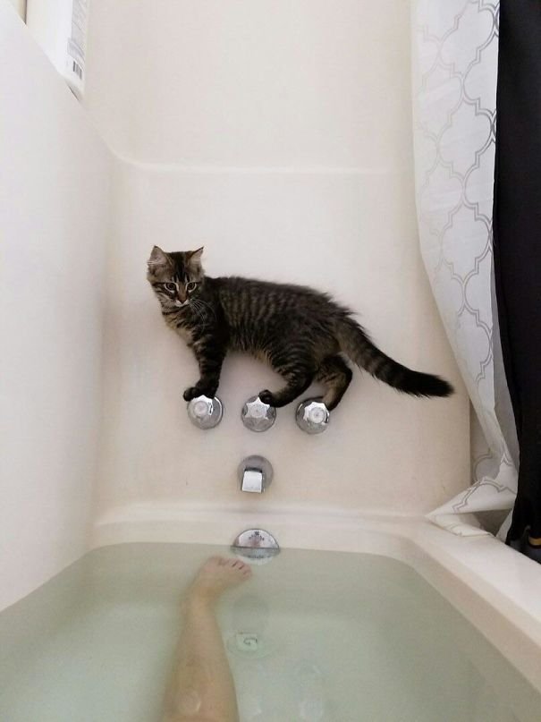 Funny Cat Is Stuck in bath tub