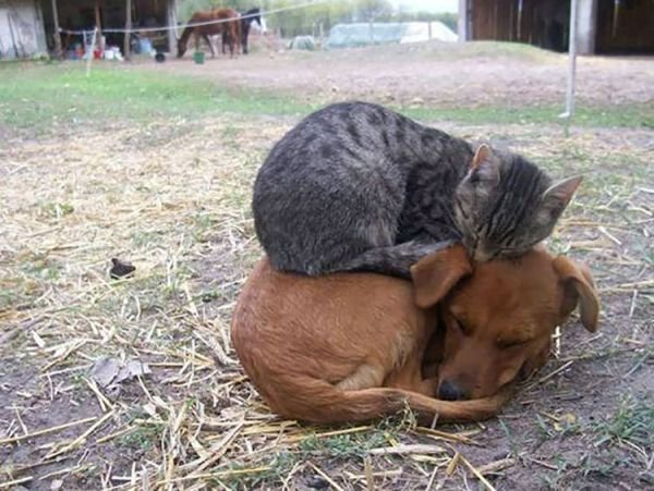 Hilarious Cat Sleeping In Funny Places And Positions cat sleeps on dog