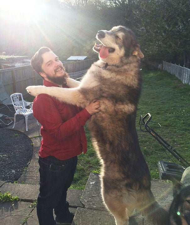 Cute Giant Dogs Who Don't Realize Just How Big They Are