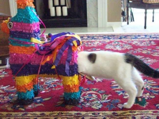 Funny Cat Is Stuck in pinata