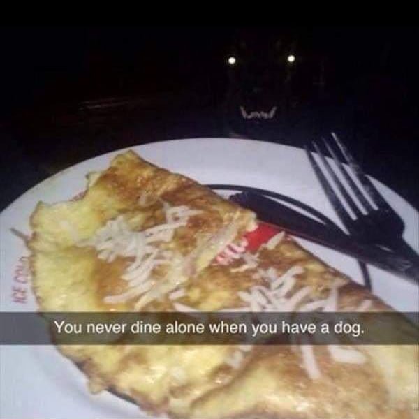 Funny Random Memes Humor You never dine alone when you have a dog.