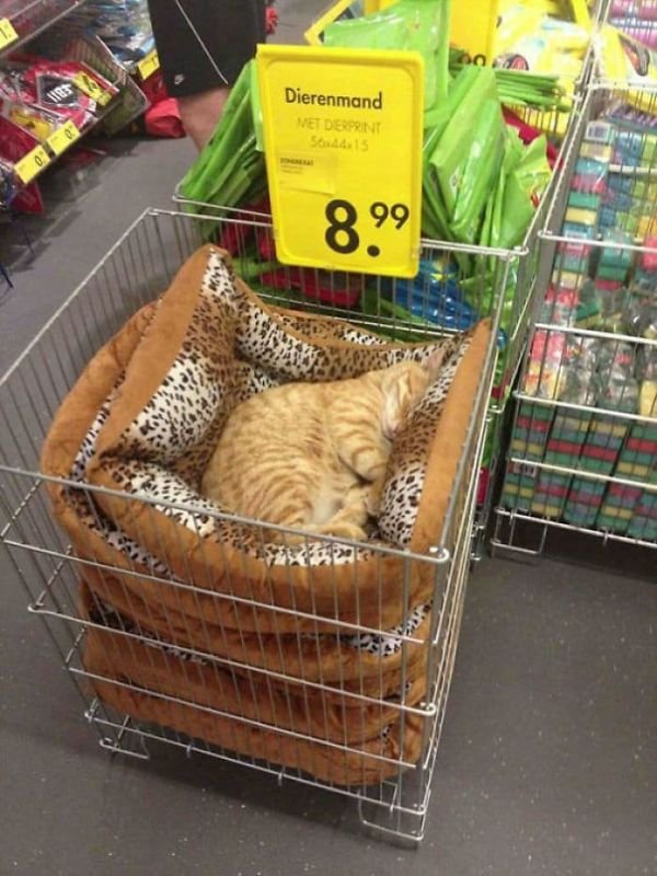 Hilarious Cat Sleeping In Funny Places And Positions