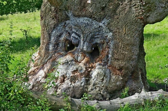 funny tree trunk shape looks like owl