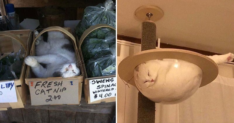 Funny Cats Sleeping In Weird Places And Positions
