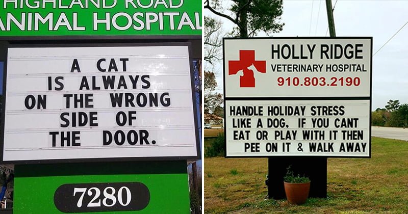 animal hospital sign ideas