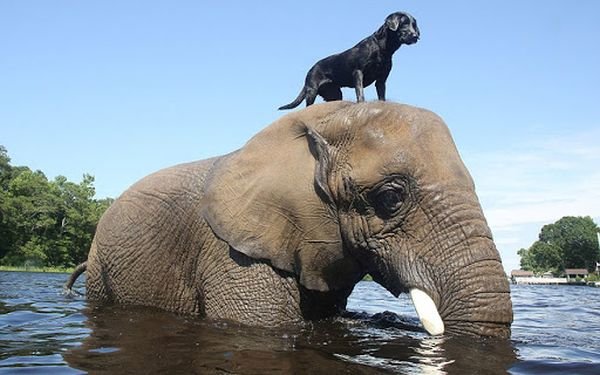 Unlikely animal friends elephant and dog